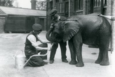 Dyrepassere hjælper den unge afrikanske elefanthane Kiberenge med at drikke fra en slange, der er fastgjort til en vandkande, London Zoo, juli 1924 af Frederick William Bond