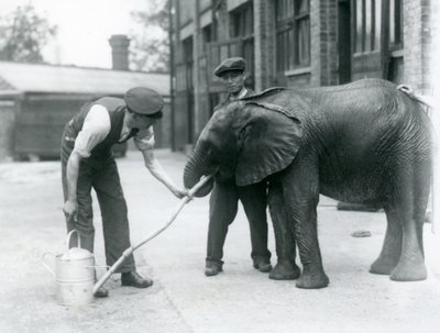 Vogtere hjælper unge mandlige afrikanske elefant Kiberenge med at drikke af en slange, der er blevet fastgjort til en vandkande, London Zoo, juli 1924 af Frederick William Bond