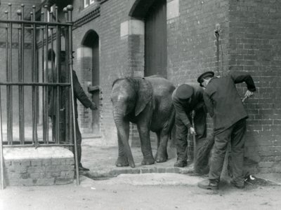 Vogtere med unge han afrikanske elefant Kiberenge, London Zoo, 1924 af Frederick William Bond