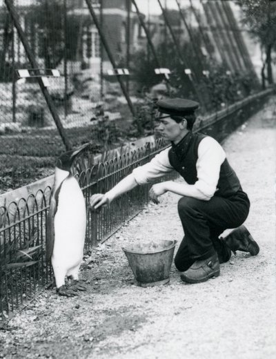 King Penguin, der blev vasket af keeper Harry Munro, med en svamp i London Zoo maj 1914. Munro blev dræbt i Første Verdenskrig efter at have tjent i hæren, i luftskibe og på anti-ubådspat. af Frederick William Bond