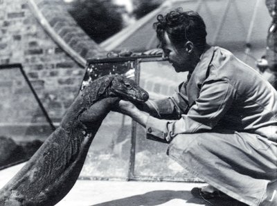Komodo-dragen Sumbawa med målmand H. Alec Budd, 1928 af Frederick William Bond