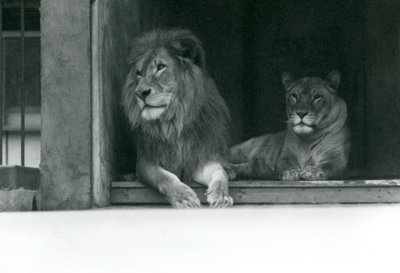 Løve og løvinde Kuja og Caroline i ZSL London Zoo, juli 1924 af Frederick William Bond