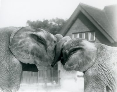 Han afrikansk elefant Kiberenge og hun afrikansk elefant Hango hilser på hinanden ved at knytte snabler i London Zoo i oktober 1927. Kiberenge var blevet præsenteret for London Zoo af H.E. Sir Horace Byatt af Frederick William Bond