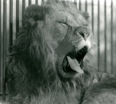 Hanløve, Abdullah, gaber i sin indhegning i London Zoo i 1925 af Frederick William Bond