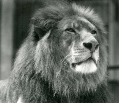 Hanløve Kuja i London Zoo i august 1924 af Frederick William Bond