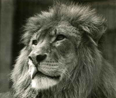 Hanløve Kuja i London Zoo i august 1924 af Frederick William Bond