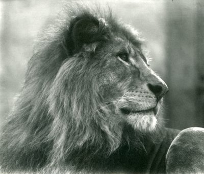 Hanløve Kuja i London Zoo i januar 1925 af Frederick William Bond