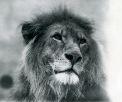 Hanløve Kuja i London Zoo i januar 1925 af Frederick William Bond