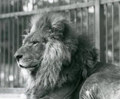 Hanløve Toto liggende i sit indhegning i London Zoo i september 1927 af Frederick William Bond