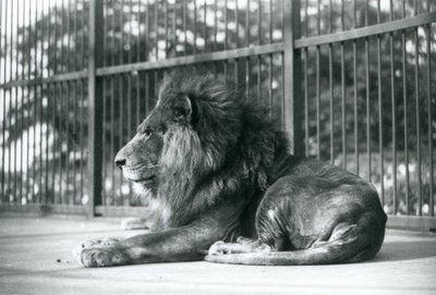 Hanløve Toto liggende i sit indhegning i London Zoo i september 1927 af Frederick William Bond