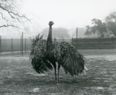 Mandlige opkaldsvisning ved en Greater Rhea, London Zoo af Frederick William Bond