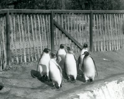 Seks kongepingviner går ved siden af deres pool i London Zoo i 1927 af Frederick William Bond