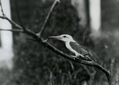 Storkenæbbet isfugl hviler på en gren, denne underart er fra Sulu Archipelago i Filippinerne, London Zoo af Frederick William Bond