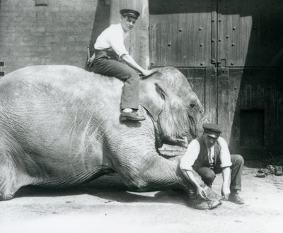Sundermalah får sin forreste fod trimmet af en keeper med en fil, mens en anden sidder på hendes ryg, London Zoo, august 1926 af Frederick William Bond