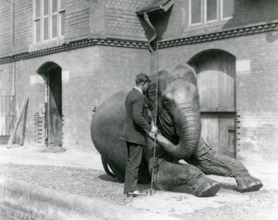 Syed Ali, træner indiarani foran Elephant House, London Zoo, august 1923 (bw foto) af Frederick William Bond