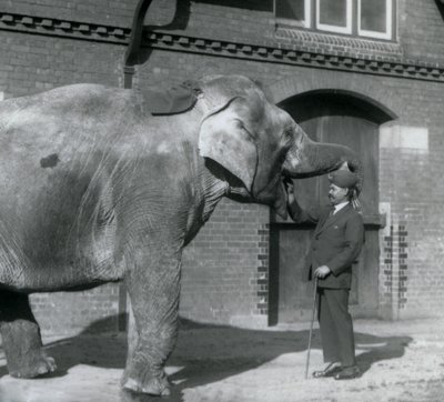 Syed Ali træner Indianani foran Elephant House, London Zoo, oktober 1925 af Frederick William Bond