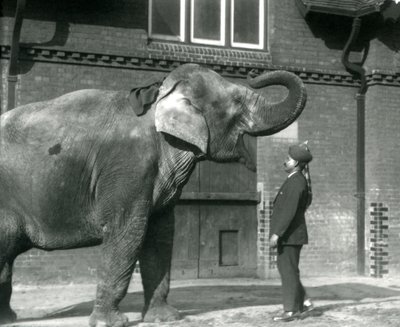 Syed Ali træner Indiarani foran elefanthuset i London Zoo, oktober 1925 af Frederick William Bond