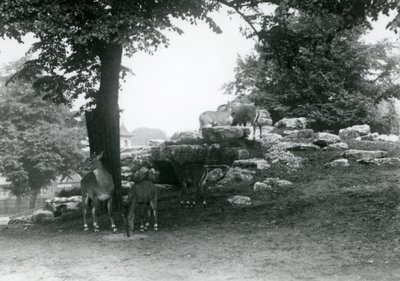 ElandAntelope Paddock i London Zoo i 1924 af Frederick William Bond