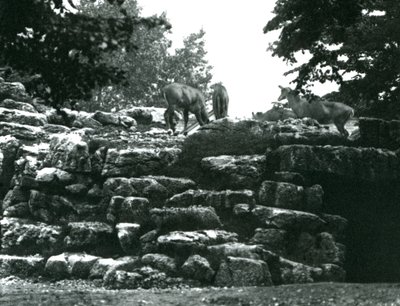 ElandAntelope Paddock i London Zoo i juni 1924 af Frederick William Bond