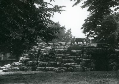 ElandAntelope Paddock i London Zoo i juni 1924 af Frederick William Bond