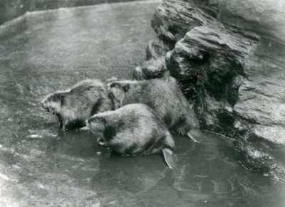 Tre bævere i deres bassin i London Zoo, 1920