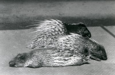Three Cape South African Porcupines, London Zoo, 1925 af Frederick William Bond