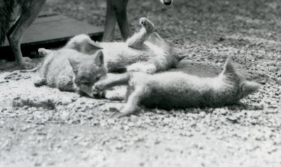 Tre Coyote-unger ruller på jorden ved deres mors fødder, London Zoo af Frederick William Bond