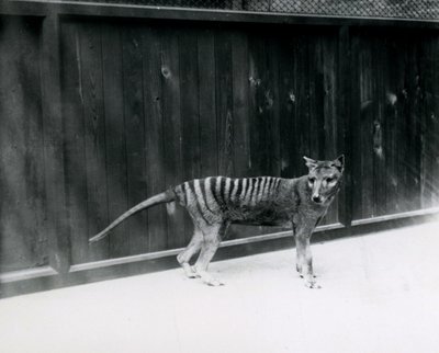 Thylacine Tasmanian Wolf i London Zoo, før 1930 af Frederick William Bond