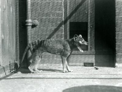Thylacine/Tasmanian Wolf i London Zoo i august 1926 (s/h-billede) af Frederick William Bond
