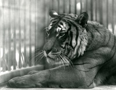 Tiger Sam at London Zoo,1925 af Frederick William Bond