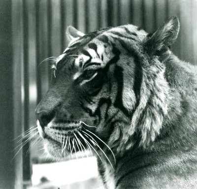Tiger Sam i London Zoo i 1925 af Frederick William Bond