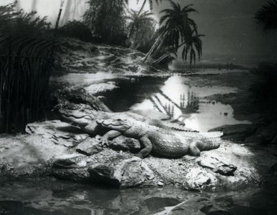 To alligatorer i panorama-omgivelser i London Zoo i juni 1927 af Frederick William Bond
