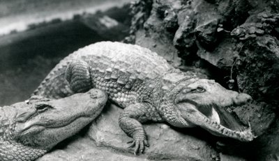 To amerikanske alligatorer i London Zoo, juli 1914 af Frederick William Bond