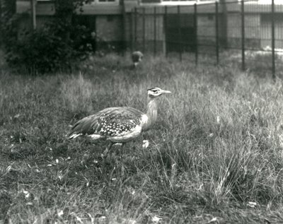 To arabiske bustards stående i deres indhegning i London Zoo, september 1927 af Frederick William Bond