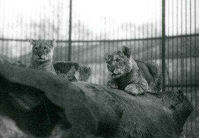 To løveunger, der var blevet født i menageriet, i deres indhegning i London Zoo, april 1924 af Frederick William Bond