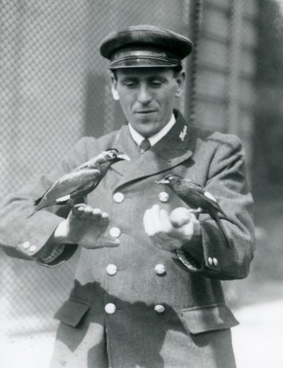 To Myna-fugle i hænderne på målmanden Thomas Raggett, London Zoo, juni 1924 af Frederick William Bond