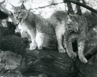To nordlige los, en siddende og en stående, på en gren, London Zoo, oktober 1925 af Frederick William Bond