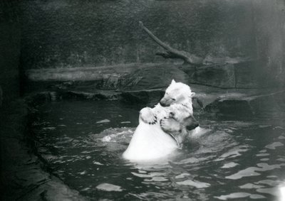 To isbjørne, herunder en ung isbjørn, der krammer og leger i en pool i London Zoo, juni 1922 af Frederick William Bond