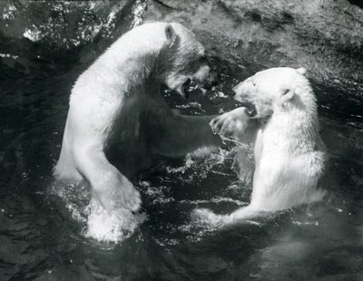 To isbjørne boltrede sig i deres pool i London Zoo i 1926 af Frederick William Bond