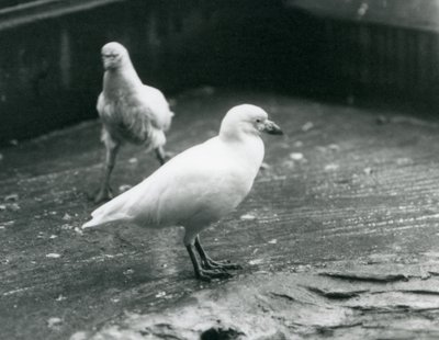 To sneklædte sheathbills står og går på jorden i London Zoo, august 1927 af Frederick William Bond