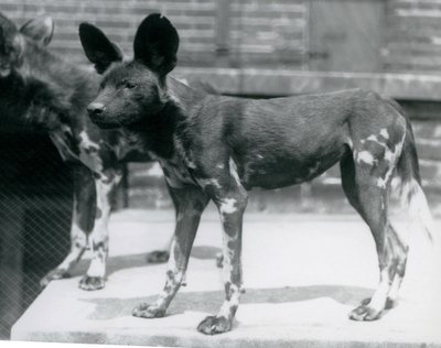 To somaliske vilde hunde i London Zoo, juli 1925 af Frederick William Bond