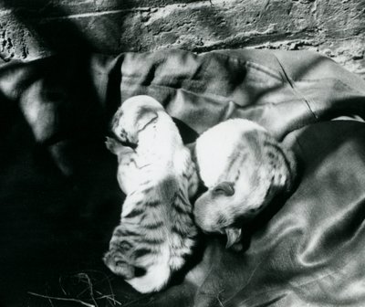 To Stribede Hyaena-unger i London Zoo, ca. 1914 af Frederick William Bond