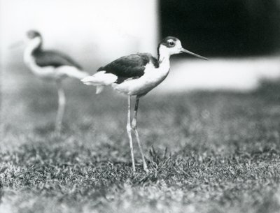 To sorthalsede stylter stående på græs, London Zoo, juli 1925 af Frederick William Bond