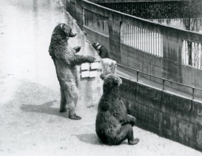 To brune bjørne, en stående på bagbenene og en siddende, ser ned fra Mappin Terraces, London Zoo, juli 1925 af Frederick William Bond