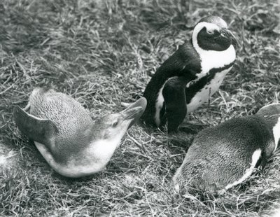 To unge og en voksen sortfodet Jackass afrikanske pingvin, siddende og liggende på græs, i London Zoo april 1925 af Frederick William Bond