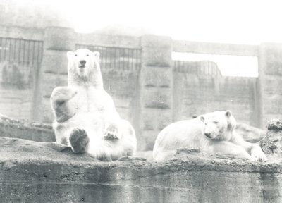 To isbjørne i ZSL London Zoo, 1927 af Frederick William Bond