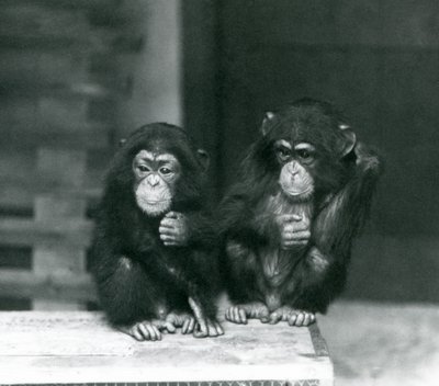 To unge chimpanser sidder på en trækasse, London Zoo af Frederick William Bond