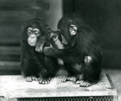 To unge chimpanser sidder på en trækasse. Den ene sidder stille, mens den anden plejer sin pels, London Zoo af Frederick William Bond