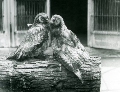 To unge store gråugler, også kendt som Lapland eller Lappeugle, overfor hinanden siddende på en træstamme, London Zoo, august 1926 (s/h foto) af Frederick William Bond