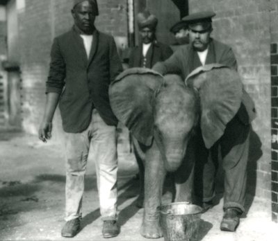 Den unge afrikanske elefant Kiberenge, der drikker af en spand, med trænerne Darish og Syed Ali og Keeper H. Robertson i 1923 af Frederick William Bond